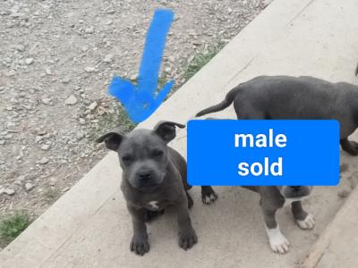 Female🔵 Staffys 🐾 only available 🔵