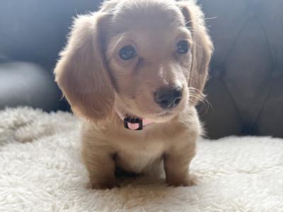 Long Haired female Dachshund puppy in Armagh