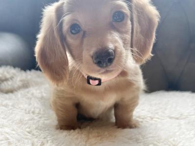 Long Haired female Dachshund puppy in Armagh