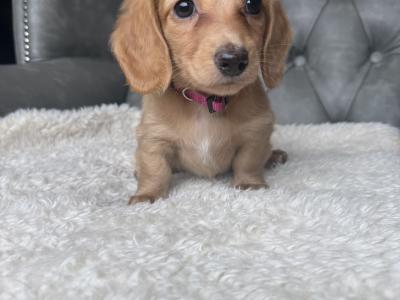 Long Haired female Dachshund puppy in Armagh