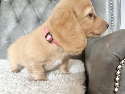 Long Haired female Dachshund puppy in Armagh