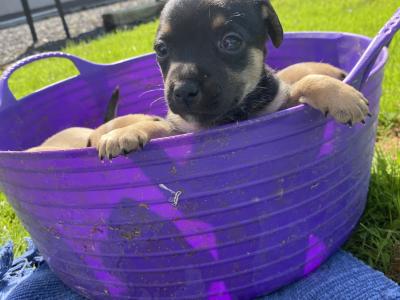 Jack Russell puppies in Limerick looking for new homes
