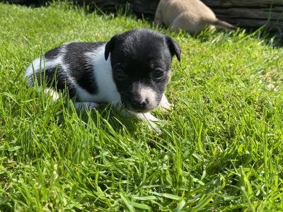 Jack Russell puppies in Limerick looking for new homes