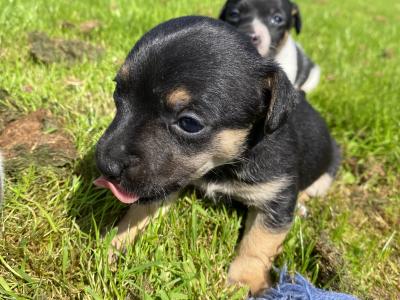Jack Russell puppies in Limerick looking for new homes