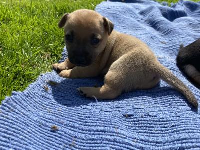 Jack Russell puppies in Limerick looking for new homes