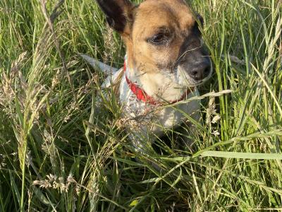 Jack Russell puppies in Limerick looking for new homes