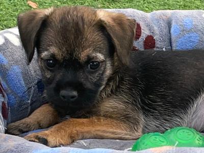 Border Terrier puppies in Wexford