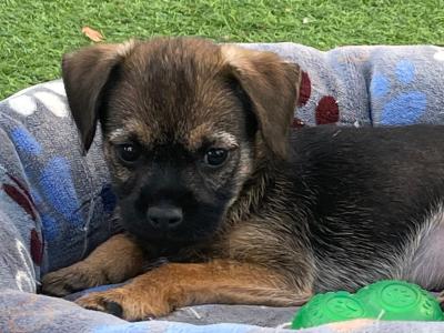 Border Terrier puppies in Wexford