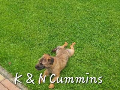 Border Terrier puppies in Wexford
