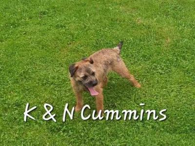 Border Terrier puppies in Wexford