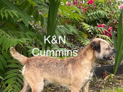 Border Terrier puppies in Wexford
