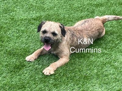 Border Terrier puppies in Wexford