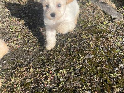 Cavachon puppies in Wexford