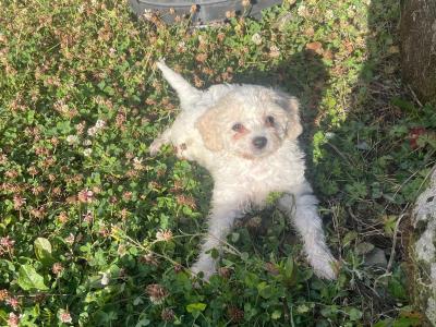 Cavachon puppies in Wexford