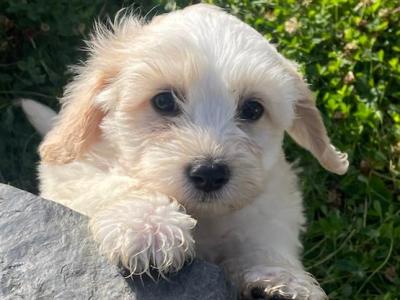 Cavachon puppies in Wexford