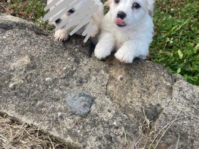 Cavachon puppies in Wexford