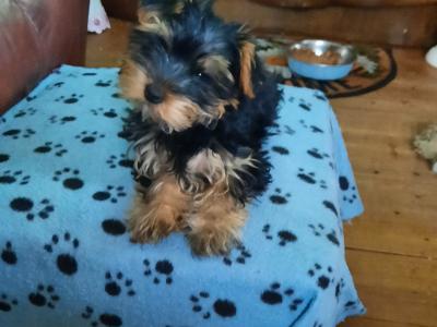 ONE LITTLE FEMALE YORKSHIRE TERRIER NAMED POPPY remaining Out Of Four Gorgeous Yorkies