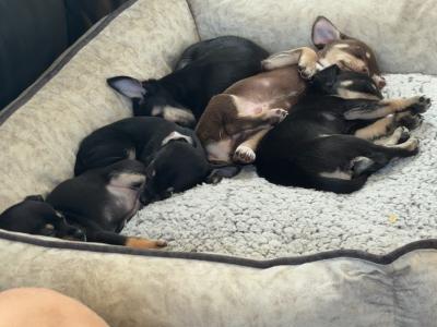 2 female Fur Chihuahua Babies in Galway 💕