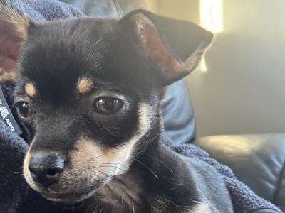 2 female Fur Chihuahua Babies in Galway 💕