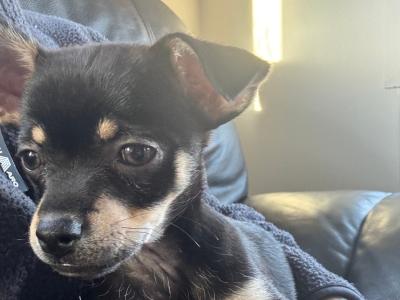 2 female Fur Chihuahua Babies in Galway 💕