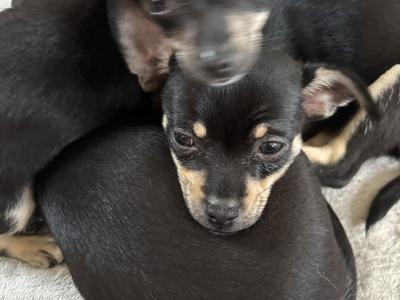 2 female Fur Chihuahua Babies in Galway 💕