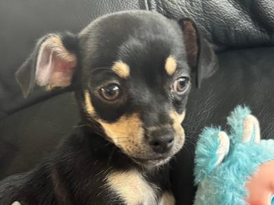 2 female Fur Chihuahua Babies in Galway 💕