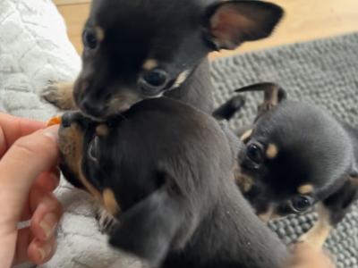 2 female Fur Chihuahua Babies in Galway 💕