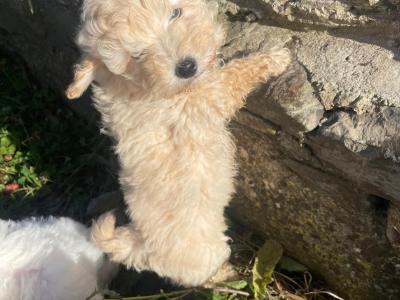 Cavapoo puppies in Wexford