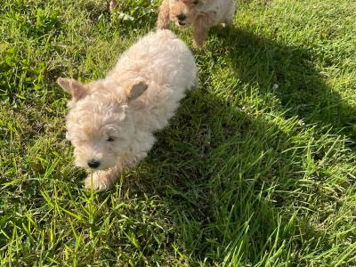 Cavapoo puppies in Wexford