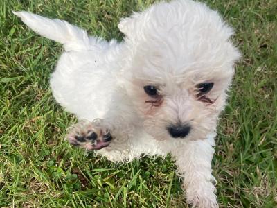 Cavapoo puppies in Wexford