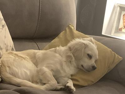 Male Pugalier x Bichon Dog in Dublin