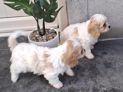 Top class Non-shed Cavachon pups in Westmeath
