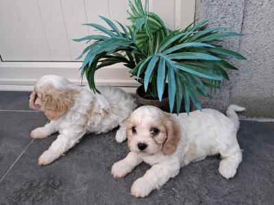 Top class Non-shed Cavachon pups in Westmeath