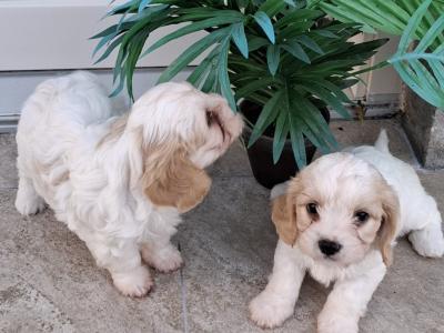 Top class Non-shed Cavachon pups in Westmeath