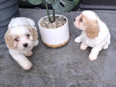 Top class Non-shed Cavachon pups in Westmeath