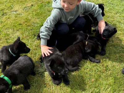 Beautiful German Shepherd, IKC Registered. Loyal and Friendly