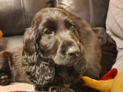 5 Cocker Spaniel puppies and 1 male Great Dane puppy in Galway