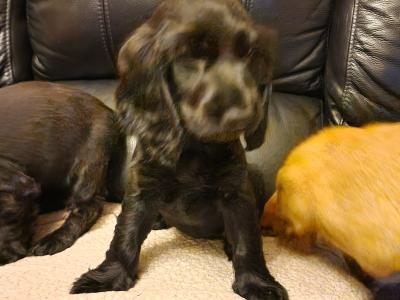 5 Cocker Spaniel puppies and 1 male Great Dane puppy in Galway