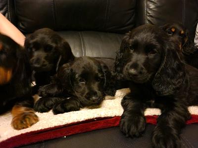 5 Cocker Spaniel puppies and 1 male Great Dane puppy in Galway