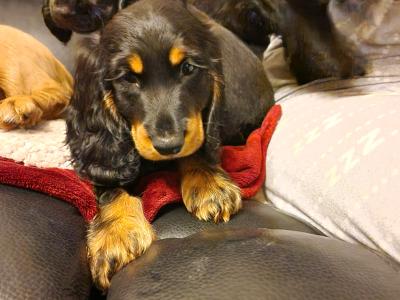 5 Cocker Spaniel puppies and 1 male Great Dane puppy in Dublin