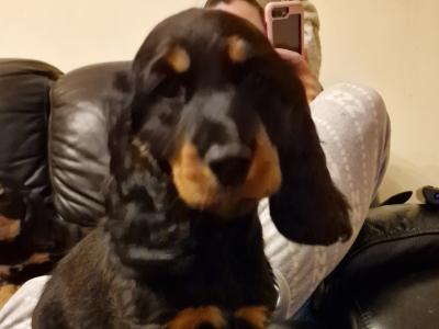 5 Cocker Spaniel puppies and 1 male Great Dane puppy in Galway