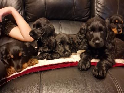5 Cocker Spaniel puppies and 1 male Great Dane puppy in Galway