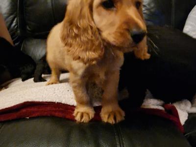 5 Cocker Spaniel puppies and 1 male Great Dane puppy in Galway