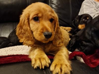 5 Cocker Spaniel puppies and 1 male Great Dane puppy in Galway