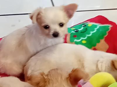 Beautiful Male Chihuahua puppy for sale