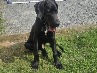 5 Cocker Spaniel puppies and 1 male Great Dane puppy in Galway