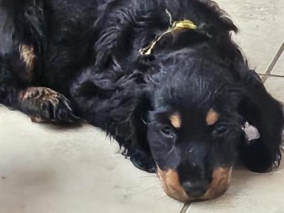 5 Cocker Spaniel puppies and 1 male Great Dane puppy in Galway