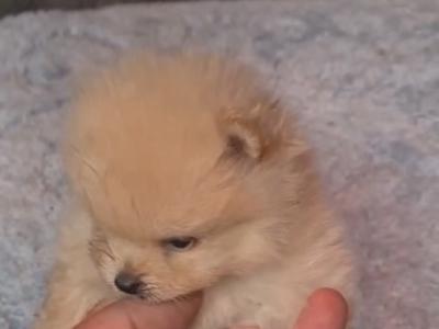 Female Tea Cup Pomeranian puppy in Galway, for good home Only