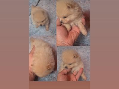 Female Tea Cup Pomeranian puppy in Galway, for good home Only