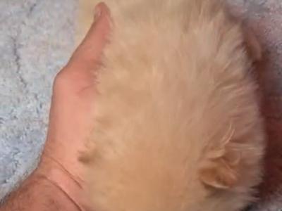 Female Tea Cup Pomeranian puppy in Galway, for good home Only
